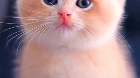 cat funny video