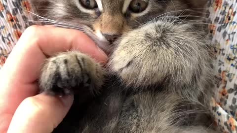 A video of a little cat that is very cute