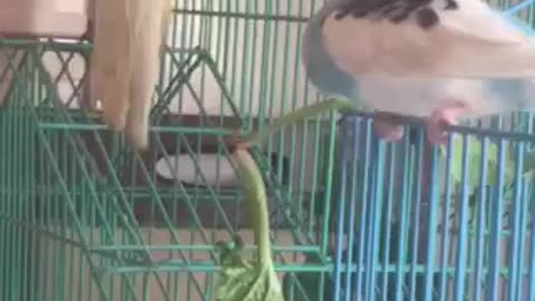 Parrot Eat Fanny