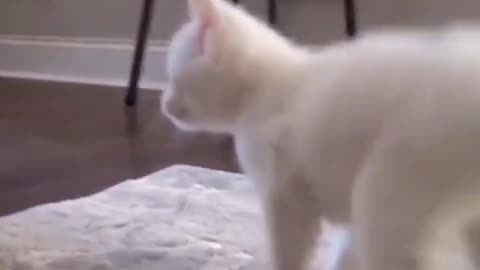Funny cat dancing 2021