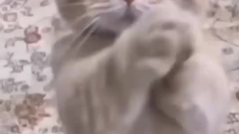 Kittycat video and cat videos