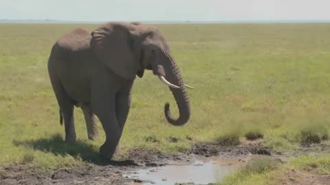Elephants_ The Majestic Giants of the Earth _ Educational Nature Videos