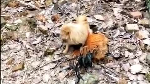 Chicken VS Dog Fight Funny Fight Videos