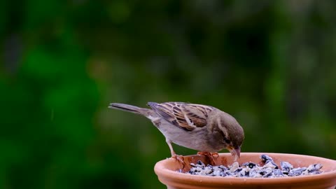 Lovely sparrows feeding moments | beautiful sparrows are eating food