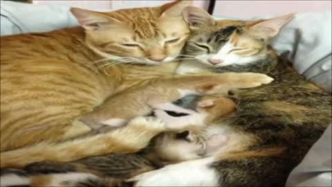 This cat is the best dad in the world, takes care of his partner and his puppies like no one else
