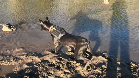 Hilarious Rescued Dog is afraid of mud pile