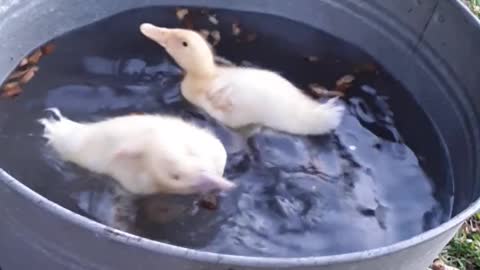 bathing ducks