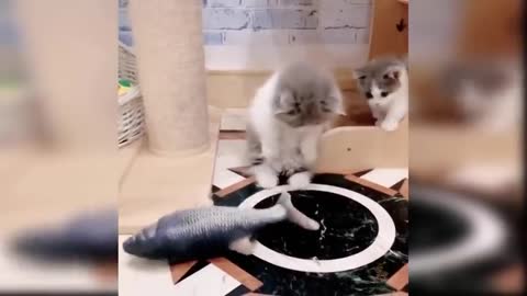 Funny cats - Cats playing - Compilation of funny cat videos