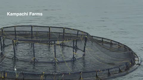 This innovative fish farm could revolutionise seafood production _ Pioneers for Our Planet