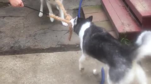 Brown husky and black husky having a tug of war battle for furry toy