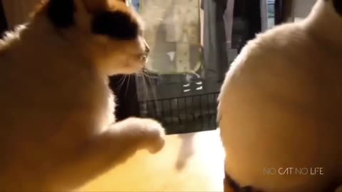 Cat scratch