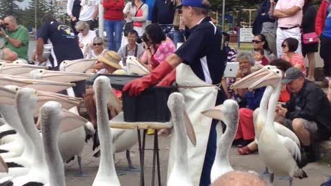 fisherman is feeding a lot of pelicans