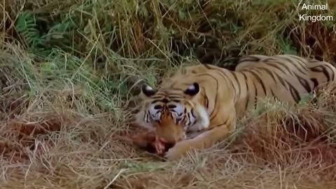 Lion, Tiger Attacks and Eat Alive Calf Baby Animals