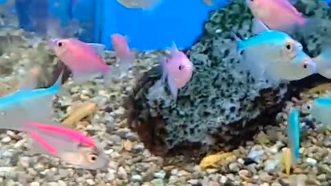 Colorful cute fishes in aquarium