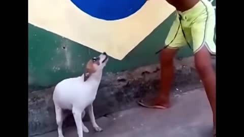 Dog dance-perros chistosos