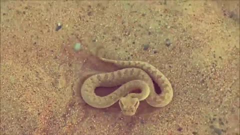 Dangeeous Desert Snake of Dubai