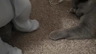 Sweet kitty gently plays with baby's feet