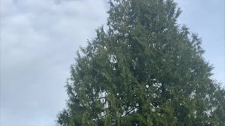 Kitty Climbs to the Top of Huge Tree