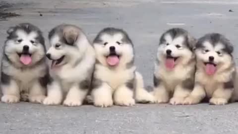 Suprer cute dogs😘😘