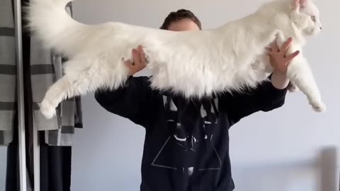 How big maine coo cat female