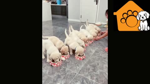 Cute puppies running for their meal