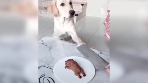 DOGS REACTION TO CUTTING CAKES || FUNNY DOGS COMPLIATION