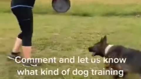 Dog training command in the World.