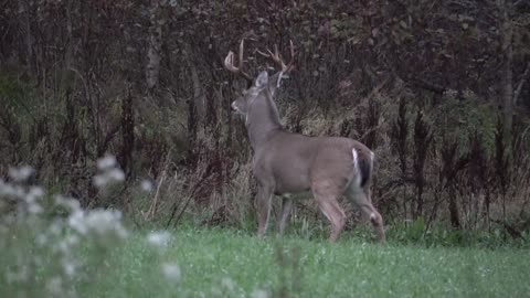 Michigan 12 Point Buck From The Ground