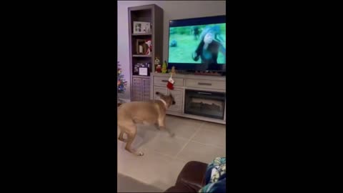 unny animals - Funny cats / dogs - Funny animal videos 2024