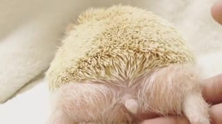 hedgehog is doing some push up after long day