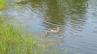 Mallard Mom & Duckling