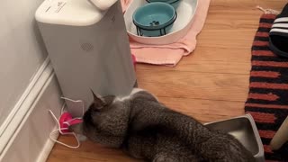 Impatient Cat Breaks His Robot Feeder