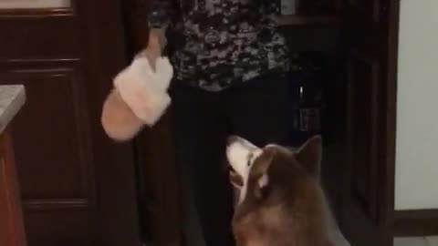 Cheerful husky likes playing with his owner