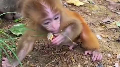 Poor monkeys eating food