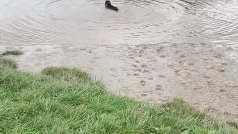 Dog owner throws ball too far, dog can’t swim and won’t leave ball