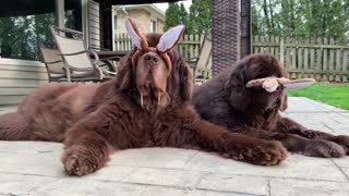 Newfoundlands chill out while wearing bunny ears