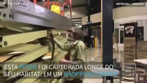 Cobra gigante é encontrada em shopping center