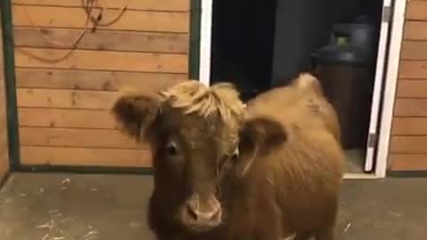 Fluffy Cow Has An Amazing Personality And Loves To Make New Friends