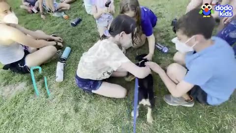 Puppies_Choose_Their_Own_Names_At_Sleepaway_Camp___Dodo_Kids___Dog_Days_Of_Summer_Camp___Episode_2