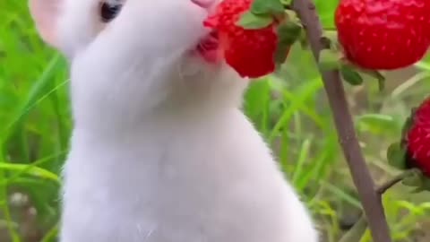 rabbit eat strawberries funny bunny 🐰