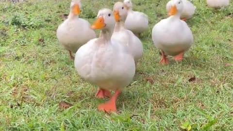 These ducks are so cute!!