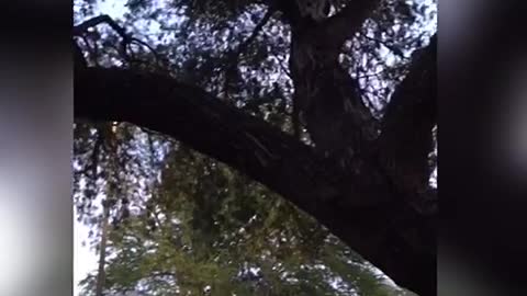 Grey dog chasing squirrel on tree slomo