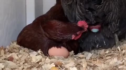 Helping a friend to lay eggs