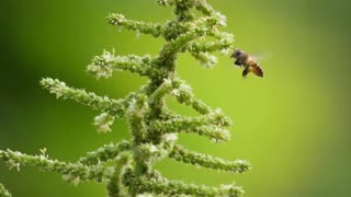 Group Of Bees Flying Around honeysuckle field