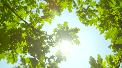 Sun through the green leaves