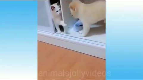 Most Viral Cat on the internet! 🐶 Ultimate Funny Dogs Compilation! 🐶