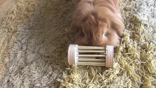 Nothing is impossible for Pimousse the bunny