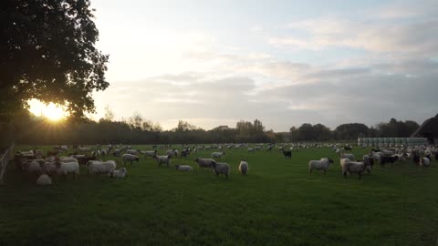 See my herd of sheep in the countryside