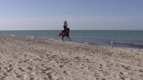 Horse Rider Beach Sand Stuntman Sea Race Horses