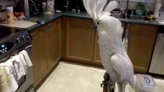 Umbrella Cockatoo sings with his family